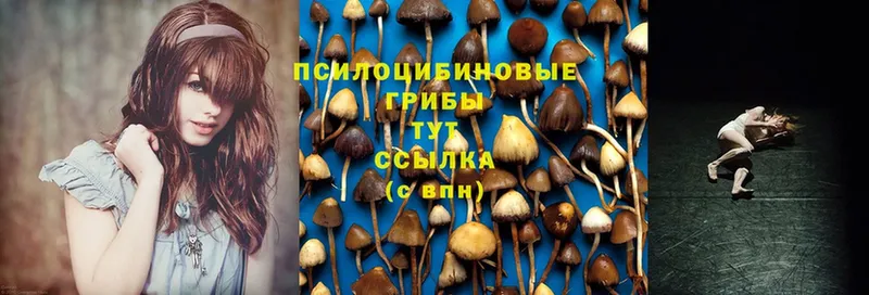 Псилоцибиновые грибы GOLDEN TEACHER  Зеленодольск 